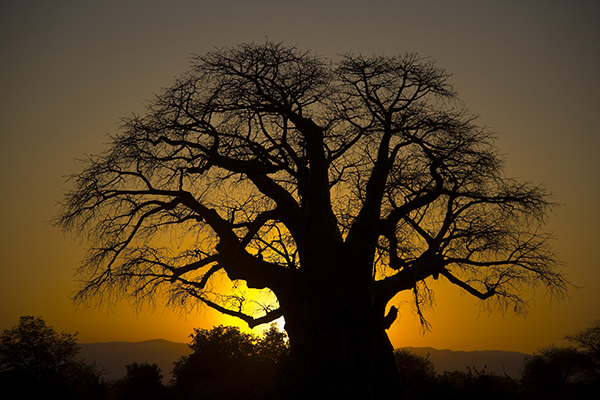 Baobab Tree | Shutterbug